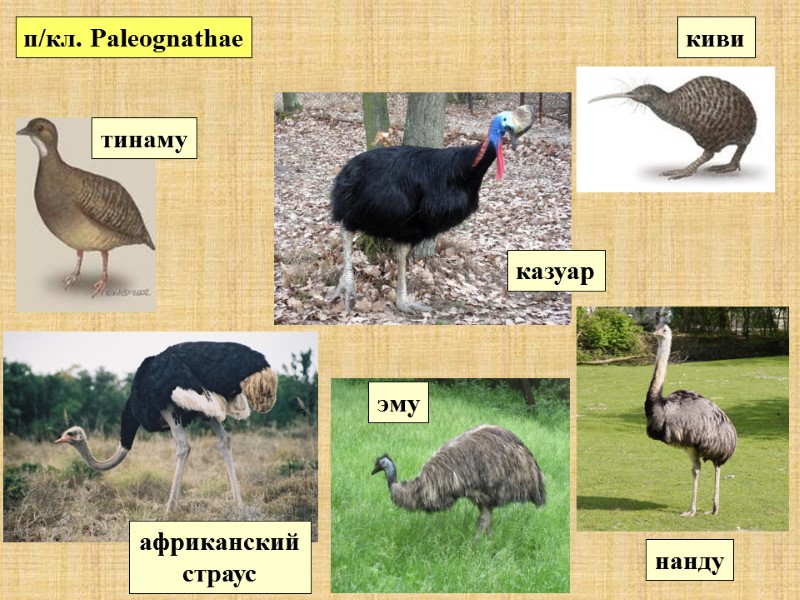 п/кл. Paleognathae тинаму нанду киви эму африканский страус казуар